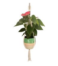 Load image into Gallery viewer, Handmade Macrame Plant Hanger